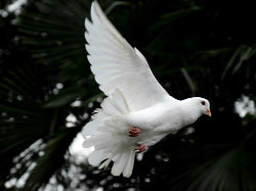 Flying white dove, picture link to ‘The Person and Work of the Holy Spirit’ page.