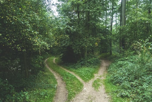 Paths diverging in green woodland, illustrating the truth that we were made for fellowship.