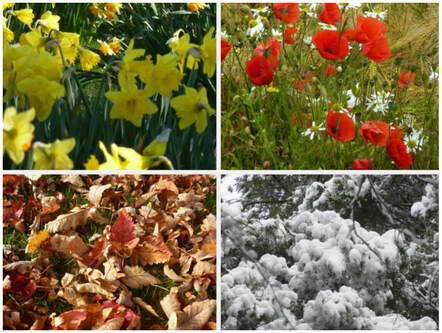 Composite picture of daffodils, poppies, fallen leaves & snowy branches, illustrating the page title of ‘Seasonal Living’.