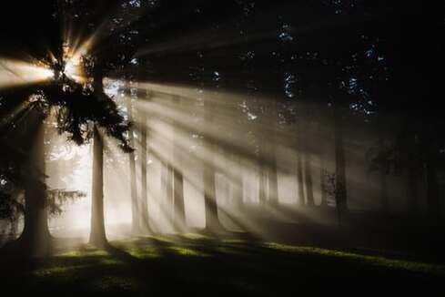 Sunrays shining through dark trees, illustrating the idea that God works all things for our good.
