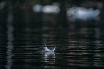 Small white feather, floating on a pond, illustrating the page theme of ‘sacred silence’.