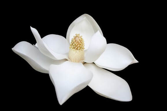 Pure white flower against a black background, illustrating the page title, ‘Kingdom Living: the Gift of Righteousness’.