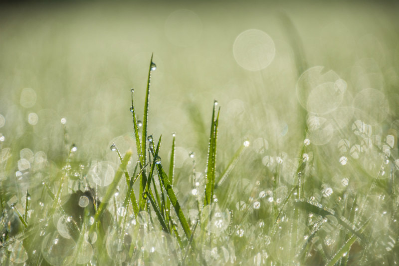 Grass in the rain.