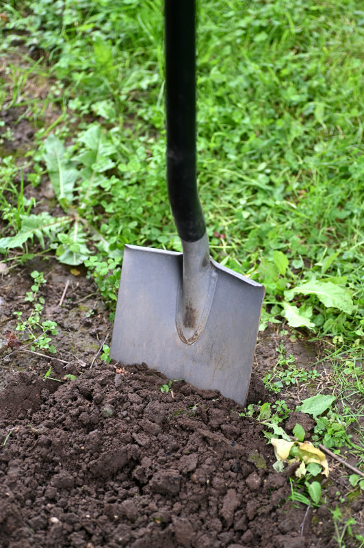 Spade digging into weedy ground.