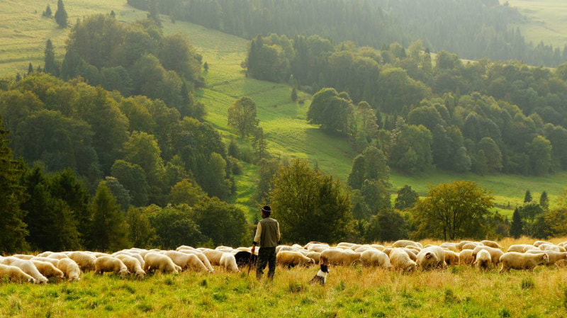 Shepherd with dog, watching sheep on a green hillside.
