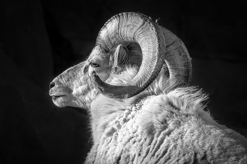 Black and white side view of a stately ram.Picture
