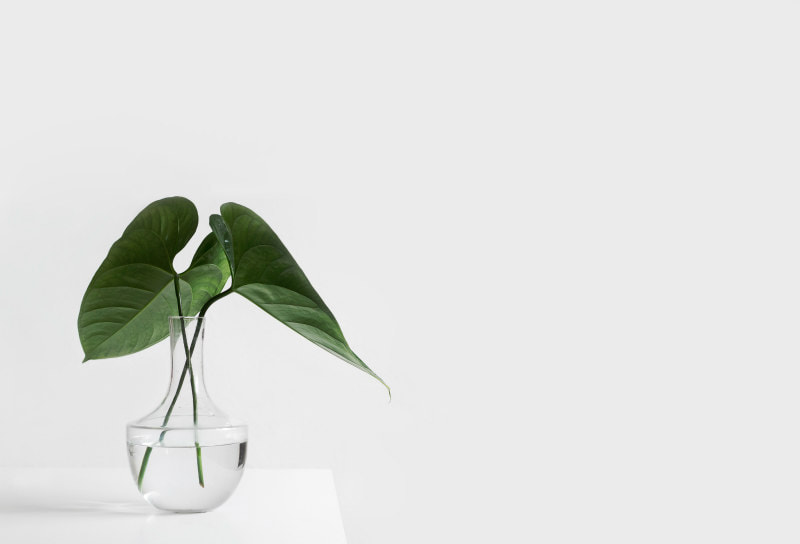  Two large leaves against a white background, illustrating blog theme, 'Create space for Life'.