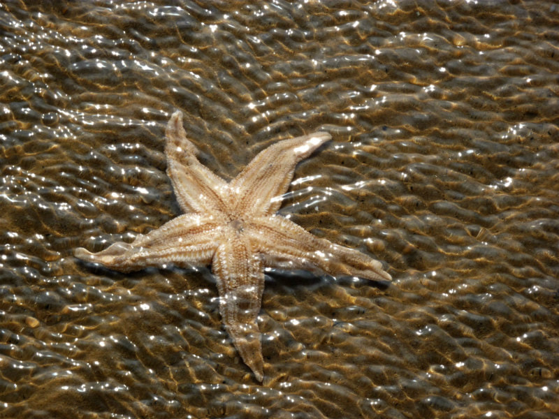 Star fish lightly covered with rippling water.