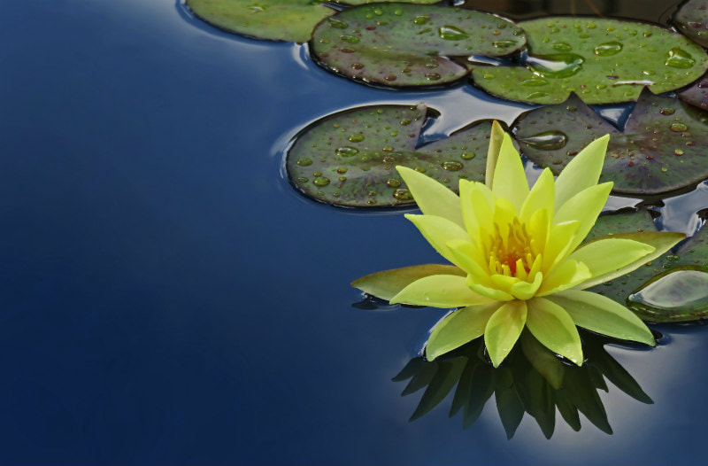 Yellow water lilly and pads on still water surface.