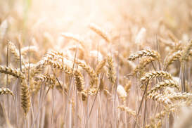 Close-up of wheat-field.