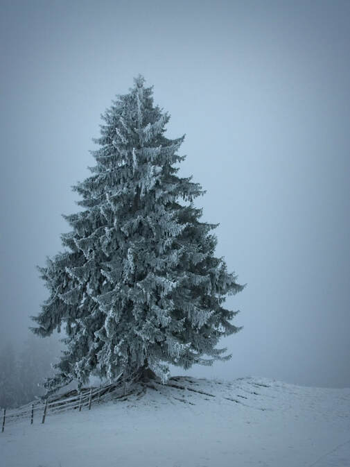 Snowy fir tree on a hillside.