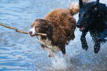 Two dogs racing through water with a stick, illustrating the page theme of ‘taking time to play’.