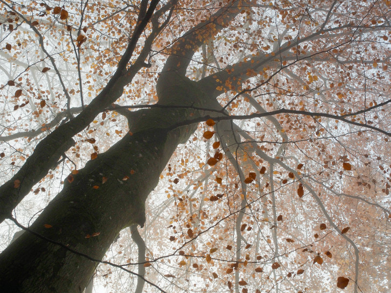 View up into an autumnal tree.