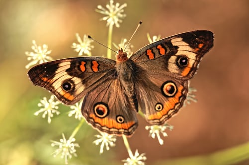 Close-up of beautiful butterfly, illustrating the idea that God reveals himself through nature.