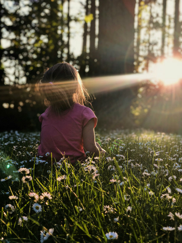 Small girl sitting in a field of daisies, facing the rising sun..