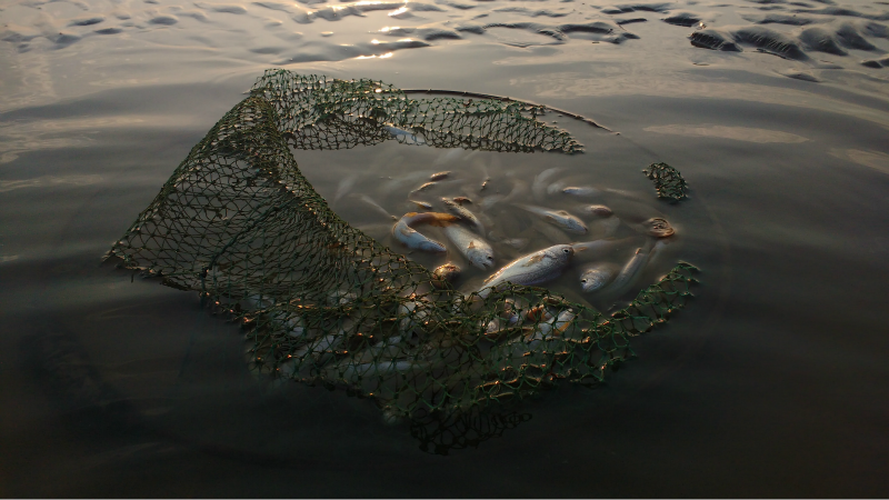Net of fish, illustrating the blog theme, 'the miraculous catch of fish'.