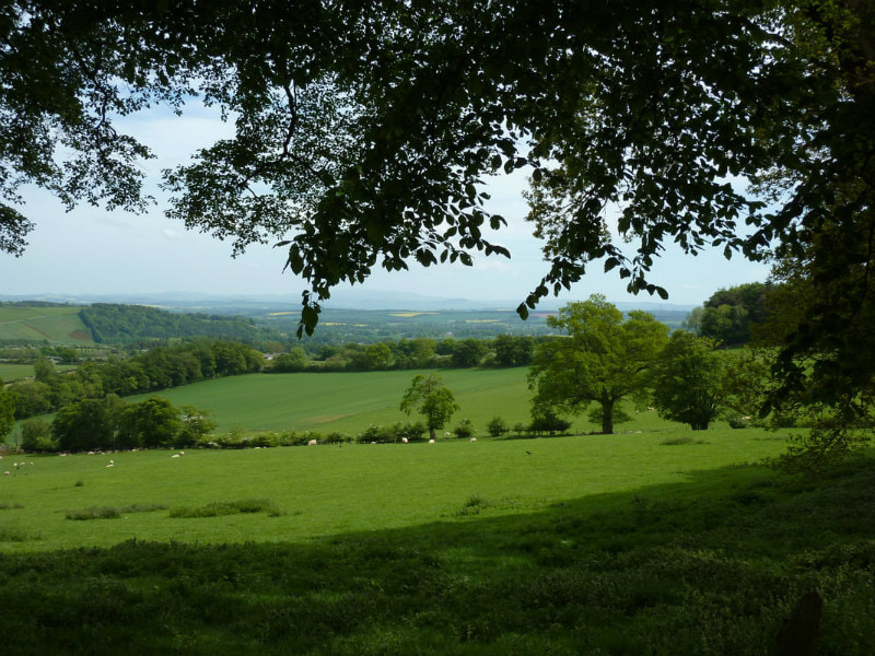 View across verdant pasture land.