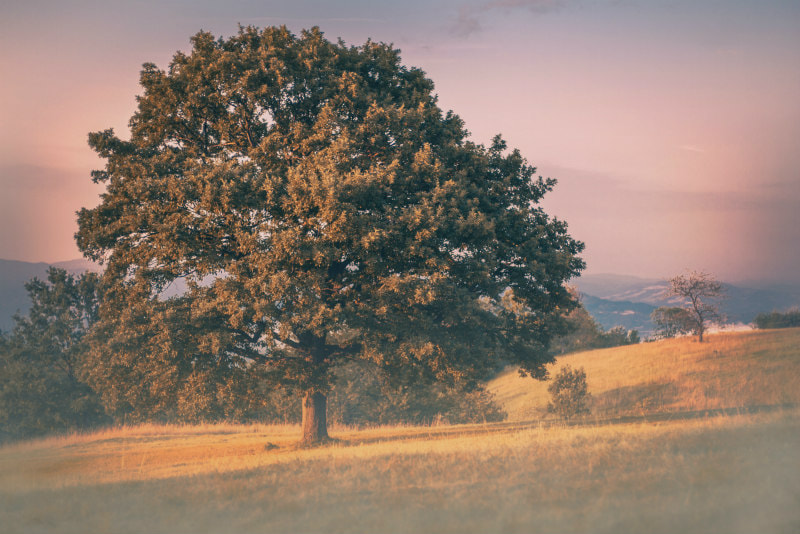Mature oak tree in evening sunlight 