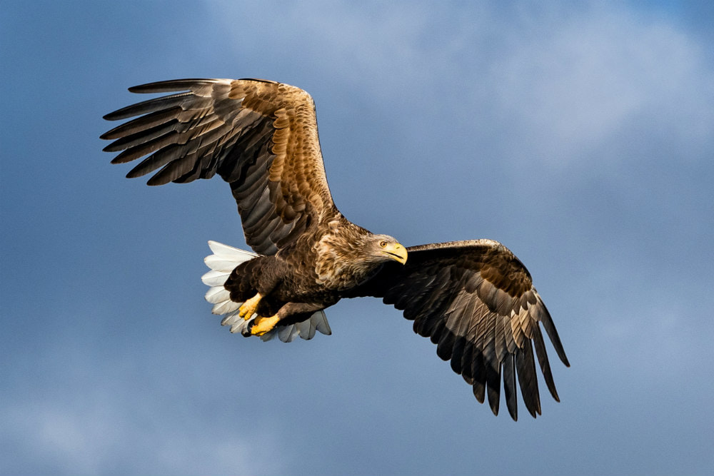 Eagle in flight, illustrating page theme, 'On Eagle's Wings'.