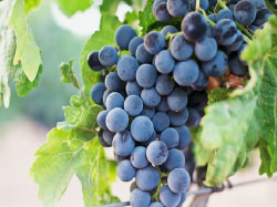 Purple grapes on a vine, picture link to ‘Being Fruitful’ page.