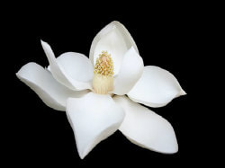 Pure white flower, picture link to 'The Gift of Righteousness' page.