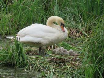 Swan and cygnets, illustrating ‘a new creation’.