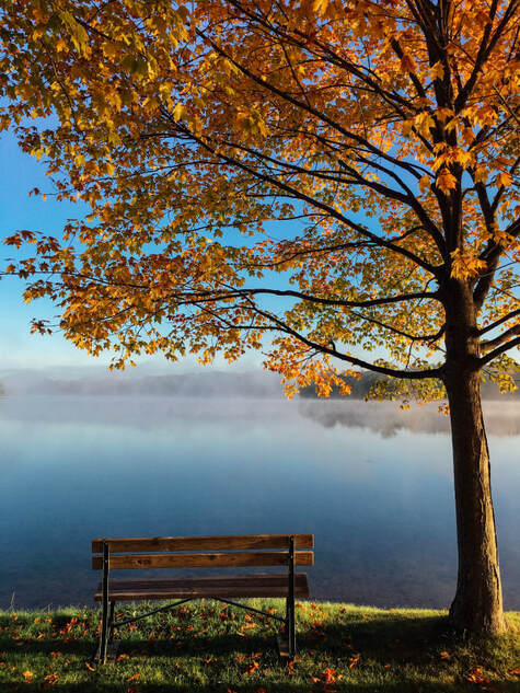 Empty bench under an autumnal tree, looking out over a lake.