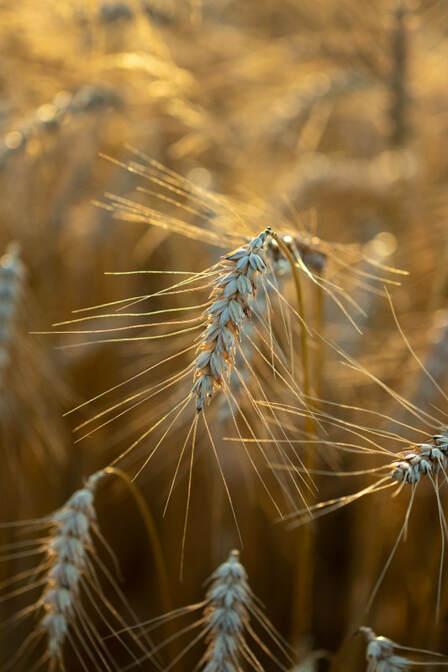 Close-up of ripe barley heads.
