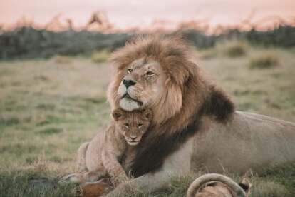Lion cub snuggling up to its father, illustrating the section, ‘Aslan’s Roar’.