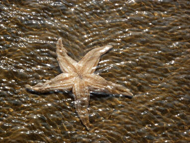 Close-up of starfish, illustrating the idea that all things were created on purpose.