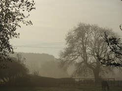 Trees through the mist, illustrating blog theme, 'Embracing sacred silence'.