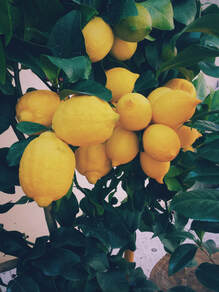 Tree bearing a large cluster of healthy lemons.