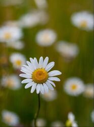 Close-up of a daisy, an illustration for the idea, God is a good Father.