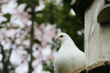 Close-up of dove, perched on a dove-cote, illustrating how the Spirit of Grace helps us to have quiet time with God.