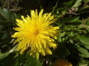 Close-up of dandelion flower, a challenge to make thank-offerings.
