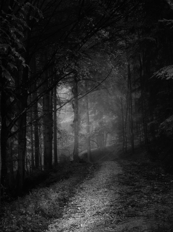 Black and white photo of path through a dark forest.