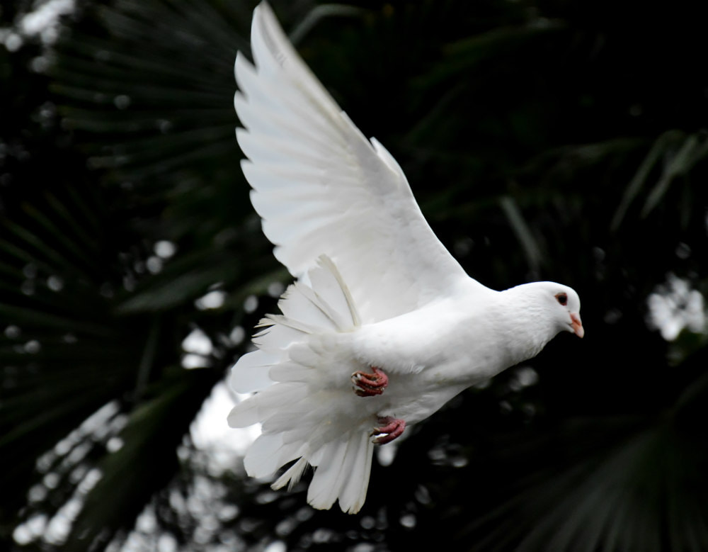 Close up of flying white dove, illustrating page title ‘The Person and Work of the Holy Spirit’.